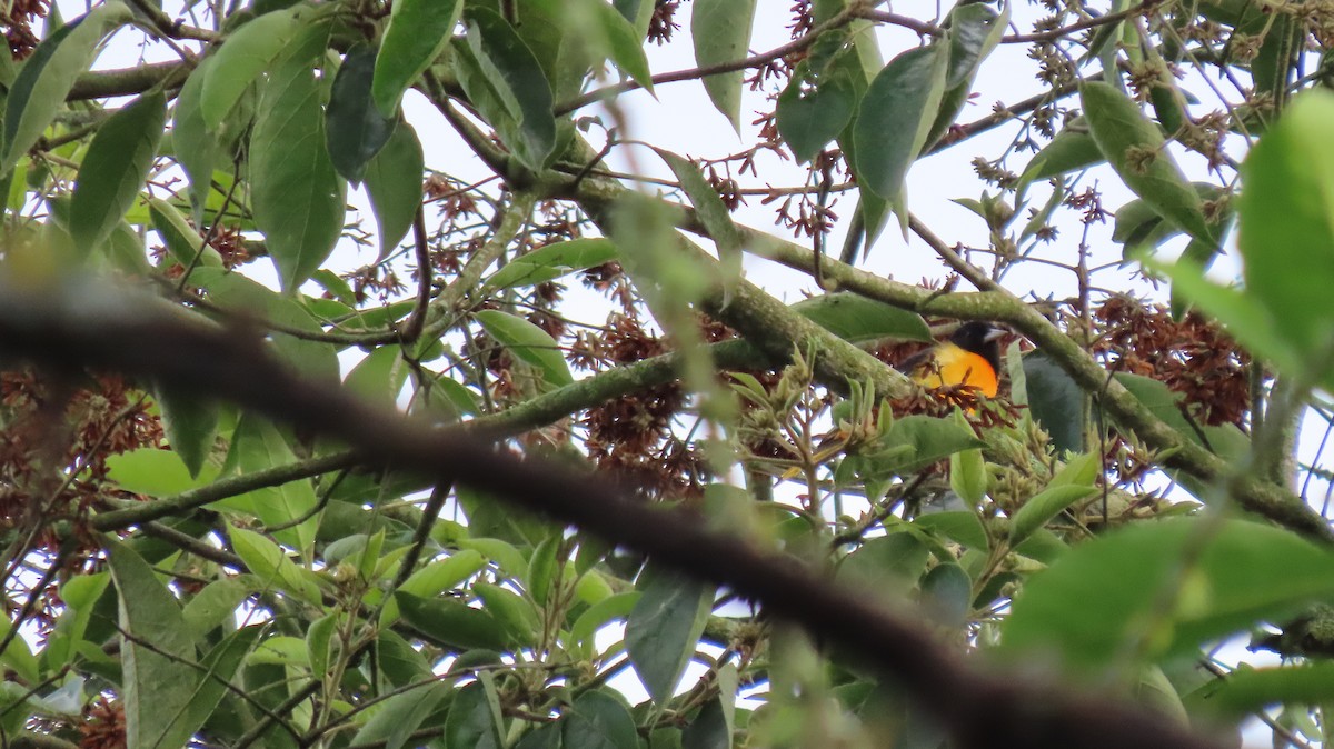 Трупіал балтиморський - ML632822511