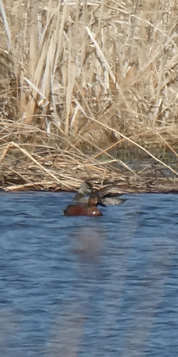 Blue-winged x Cinnamon Teal (hybrid) - ML632822608