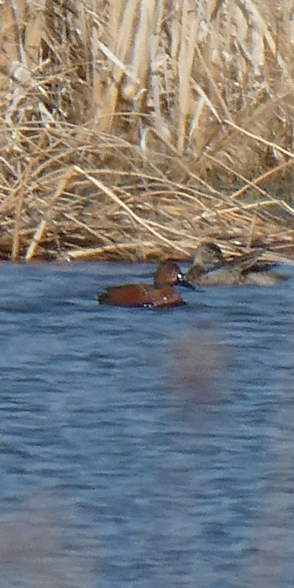 Blue-winged x Cinnamon Teal (hybrid) - ML632822620