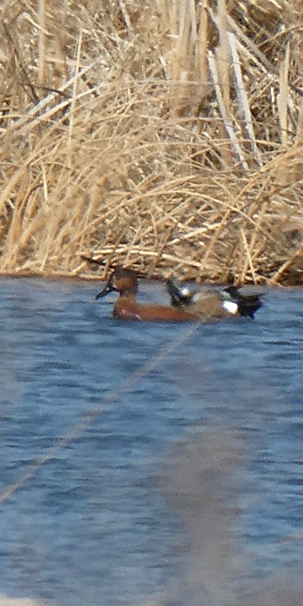 Blue-winged x Cinnamon Teal (hybrid) - ML632822639