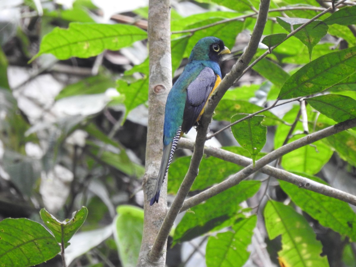 Choco Black-throated Trogon - ML632822671