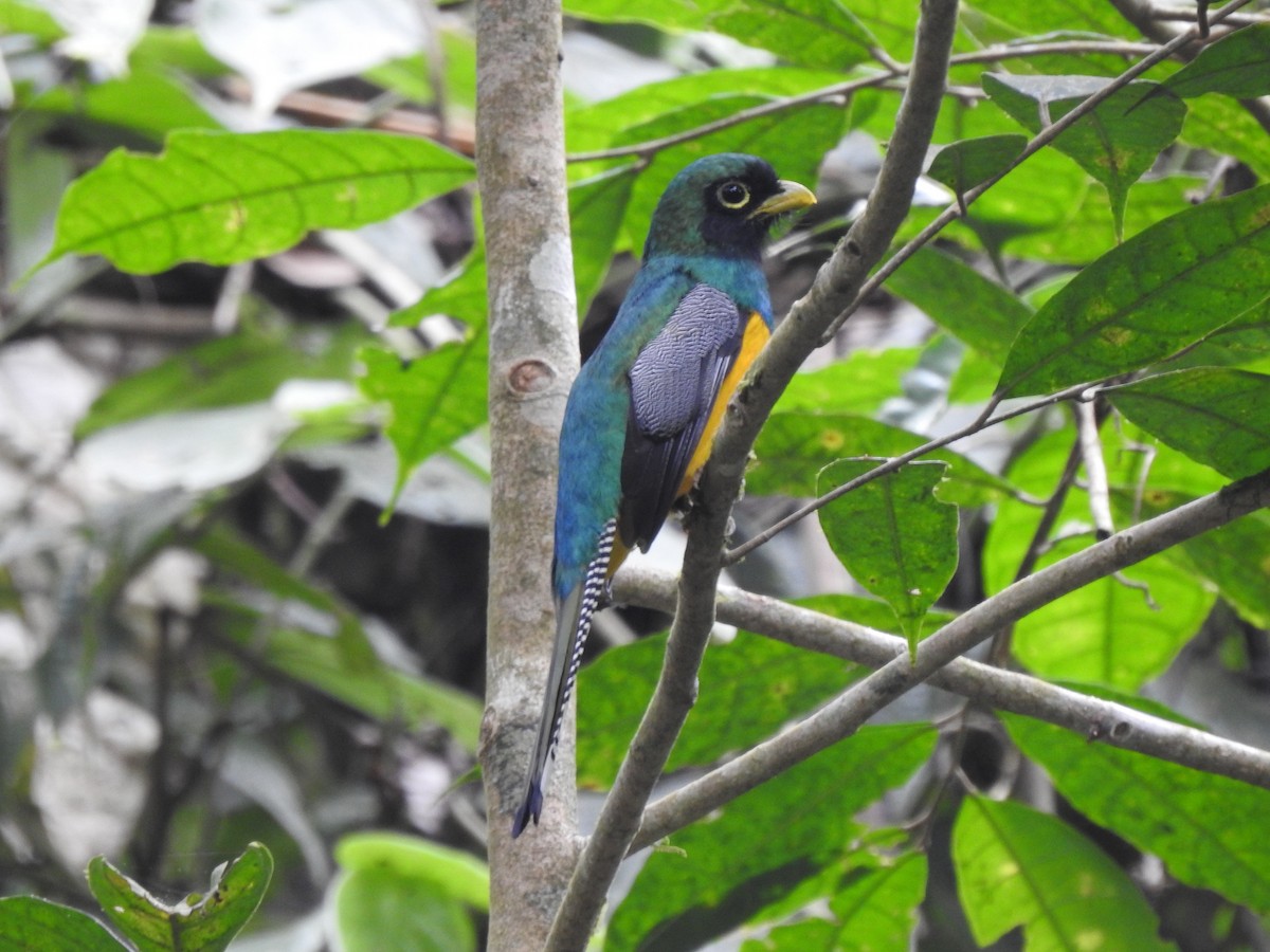 Choco Black-throated Trogon - ML632822672
