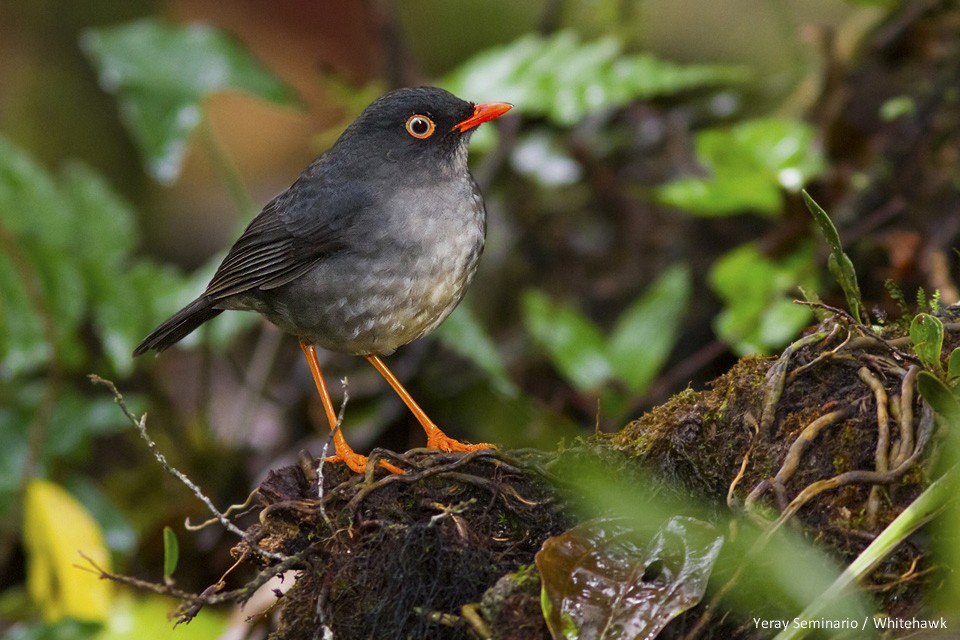 Slaty-backed Nightingale-Thrush - Yeray Seminario