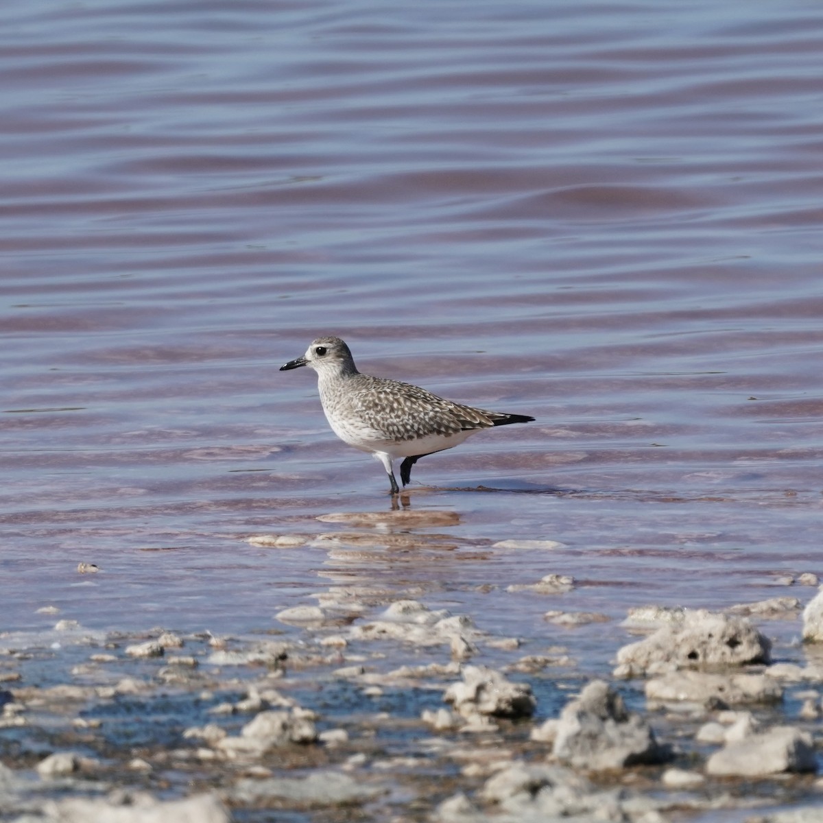Black-bellied Plover - ML632822982