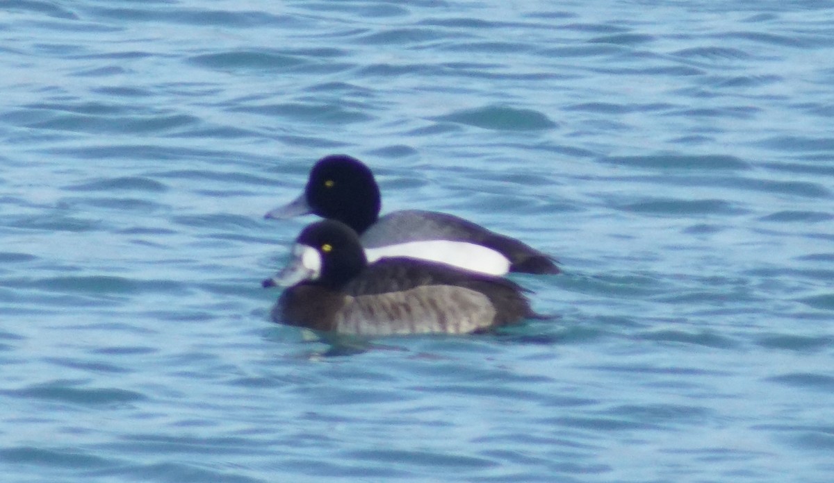 Greater Scaup - ML632823225