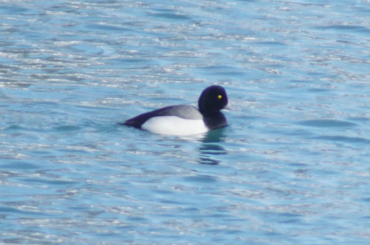 Greater Scaup - ML632823226