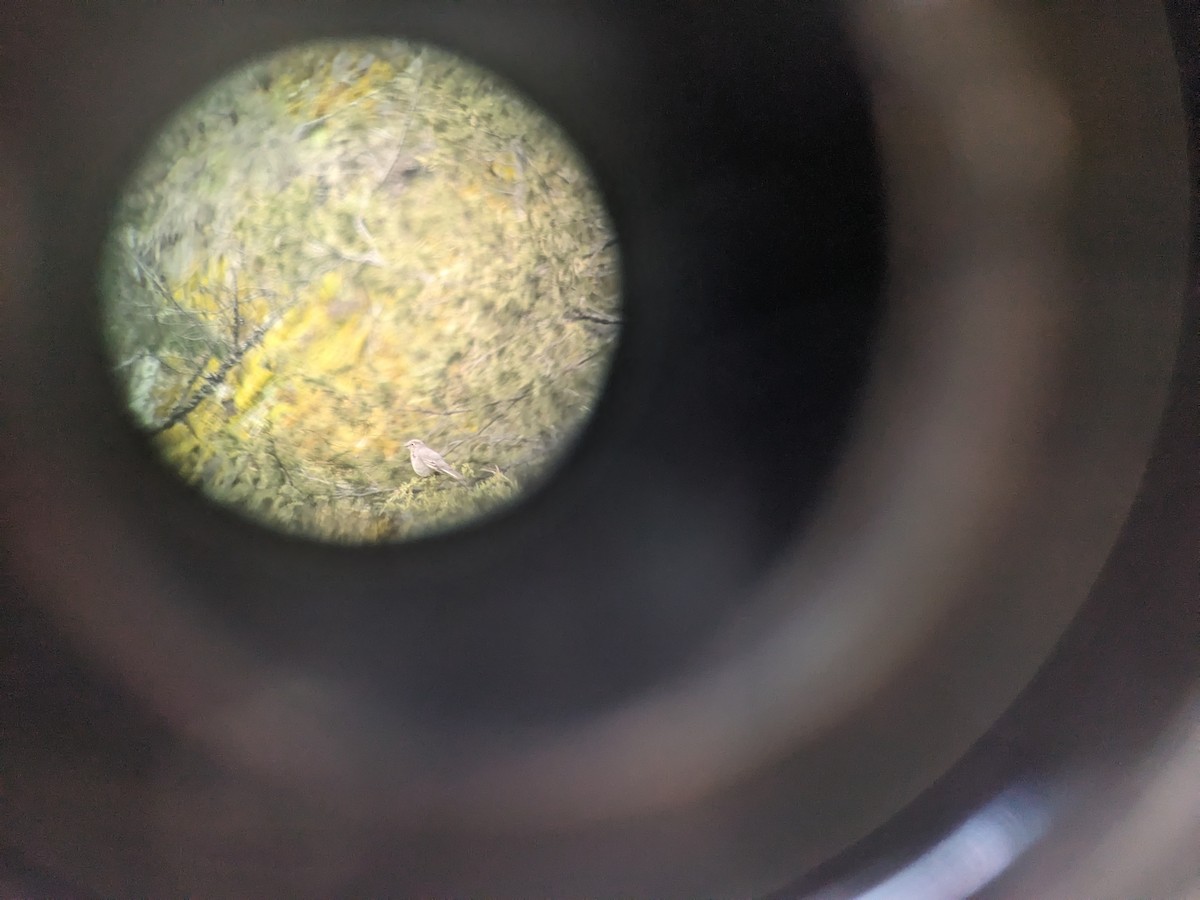 Townsend's Solitaire - ML632823304