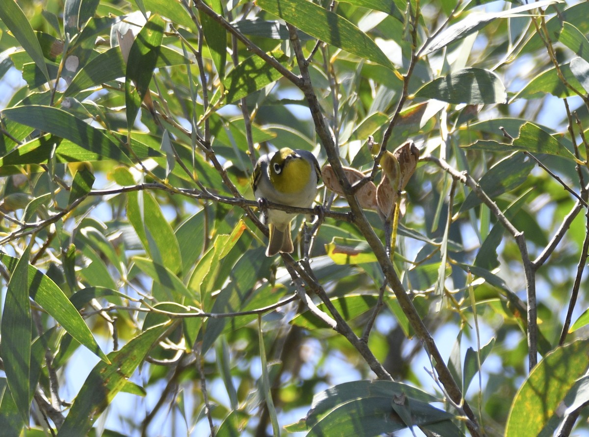 Zostérops à dos gris - ML632823358