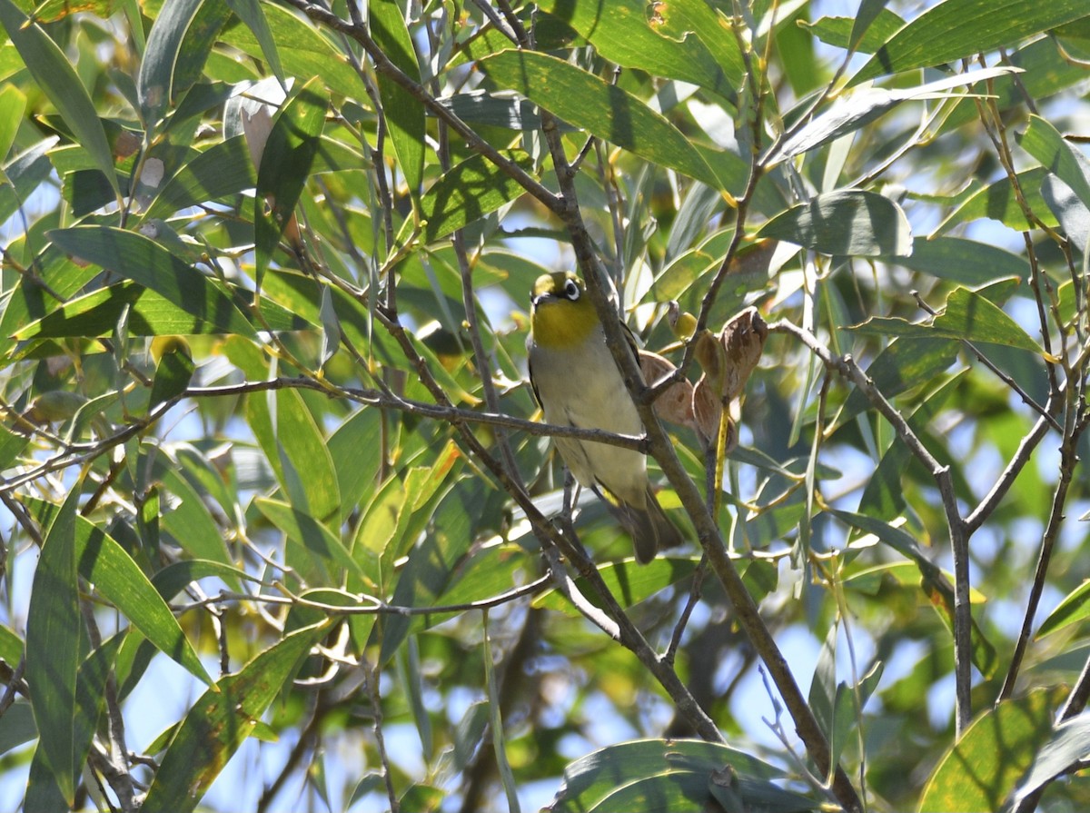 Zostérops à dos gris - ML632823359