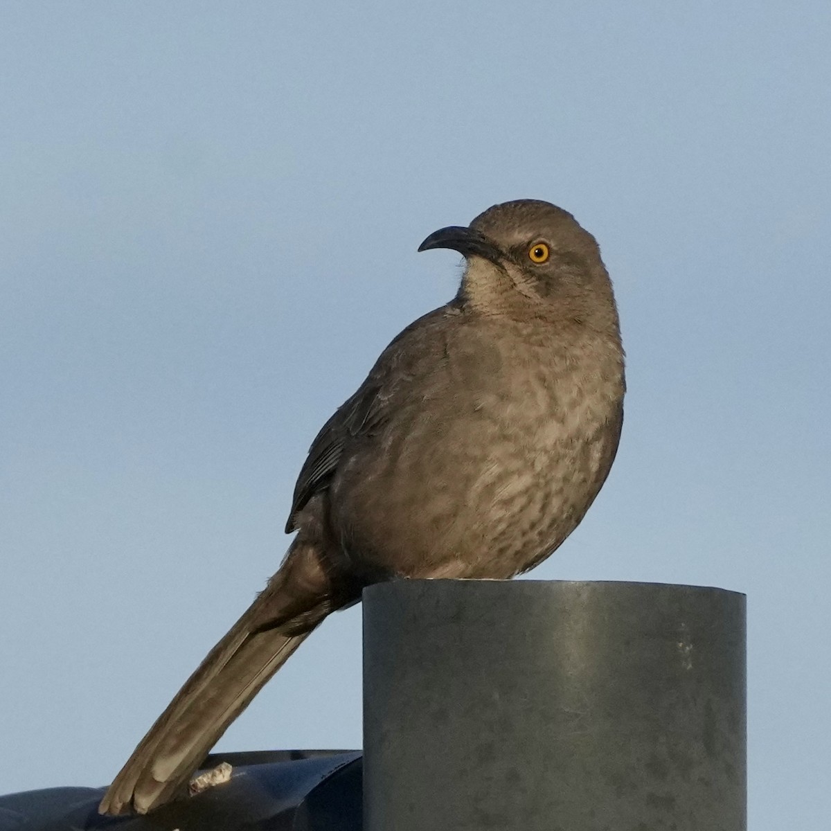 Curve-billed Thrasher - ML632823663
