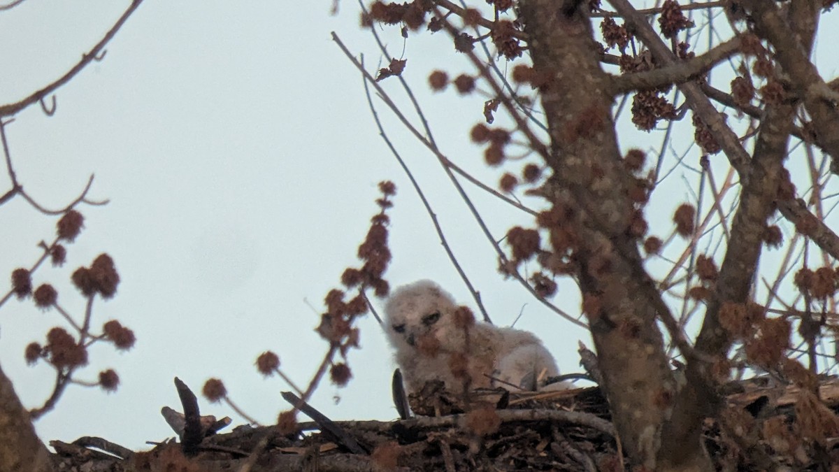 Great Horned Owl - ML632823823