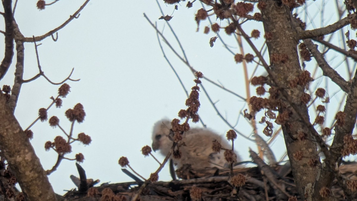 Great Horned Owl - ML632823824