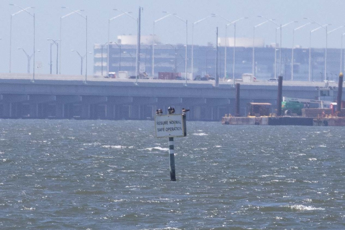 Brown Booby - Lucas Pittman