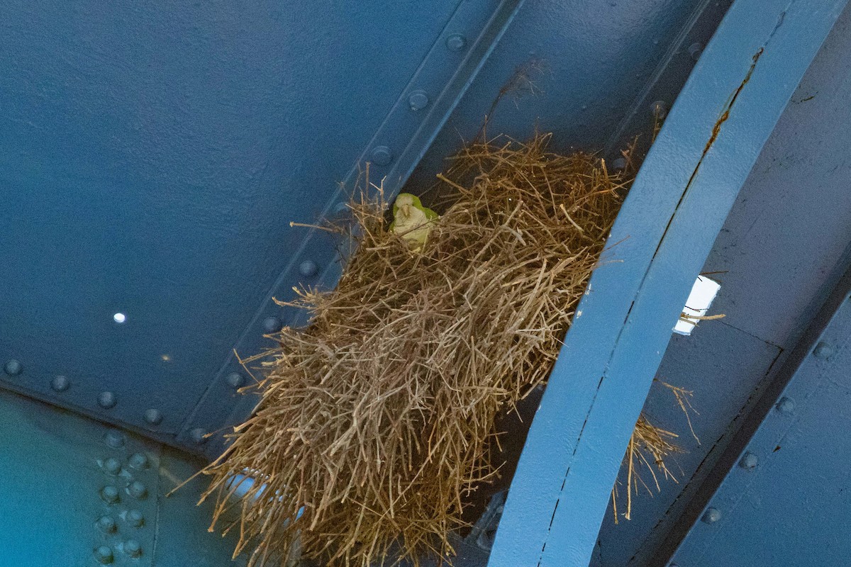 Monk Parakeet - Lucas Pittman