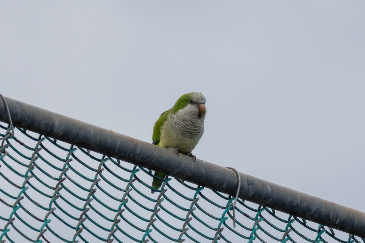 Monk Parakeet - Lucas Pittman