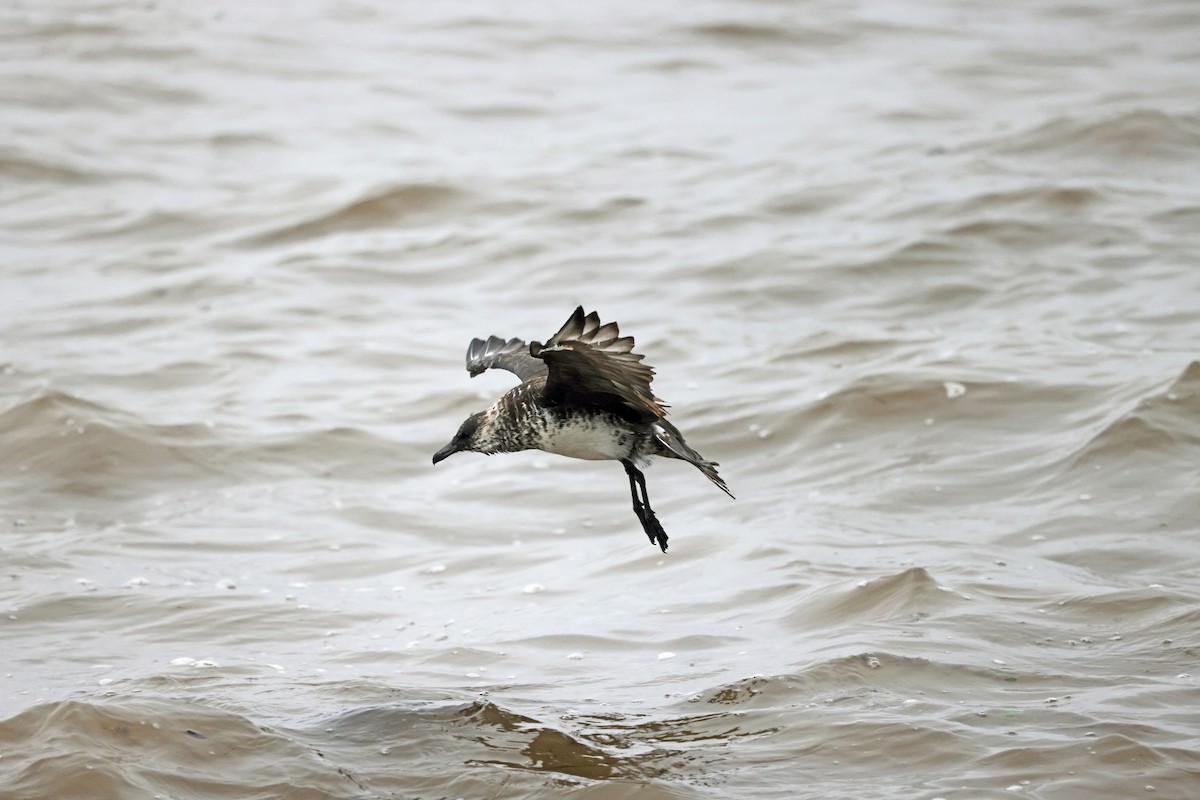 Pomarine Jaeger - ML632824068