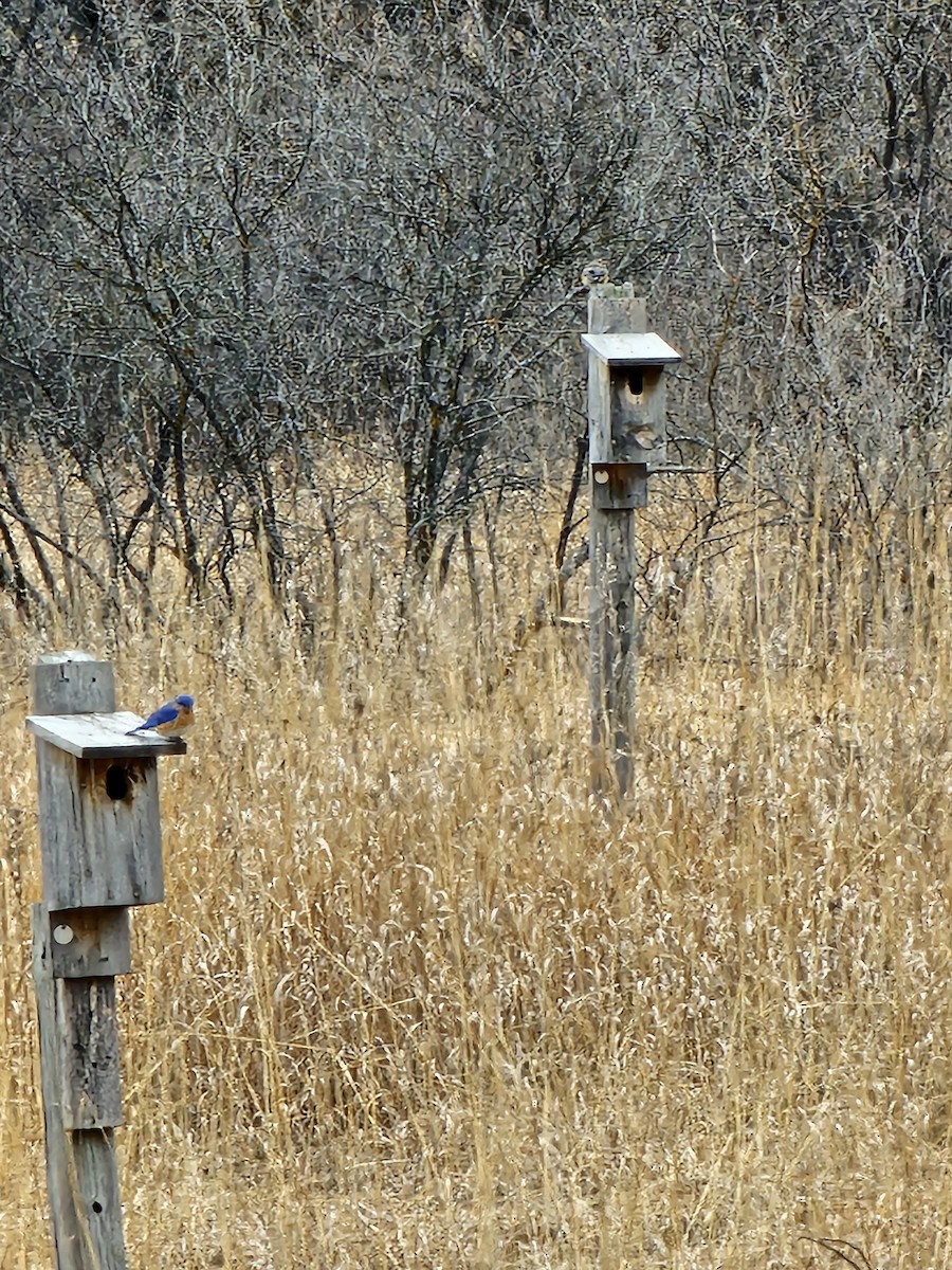Eastern Bluebird - ML632824074