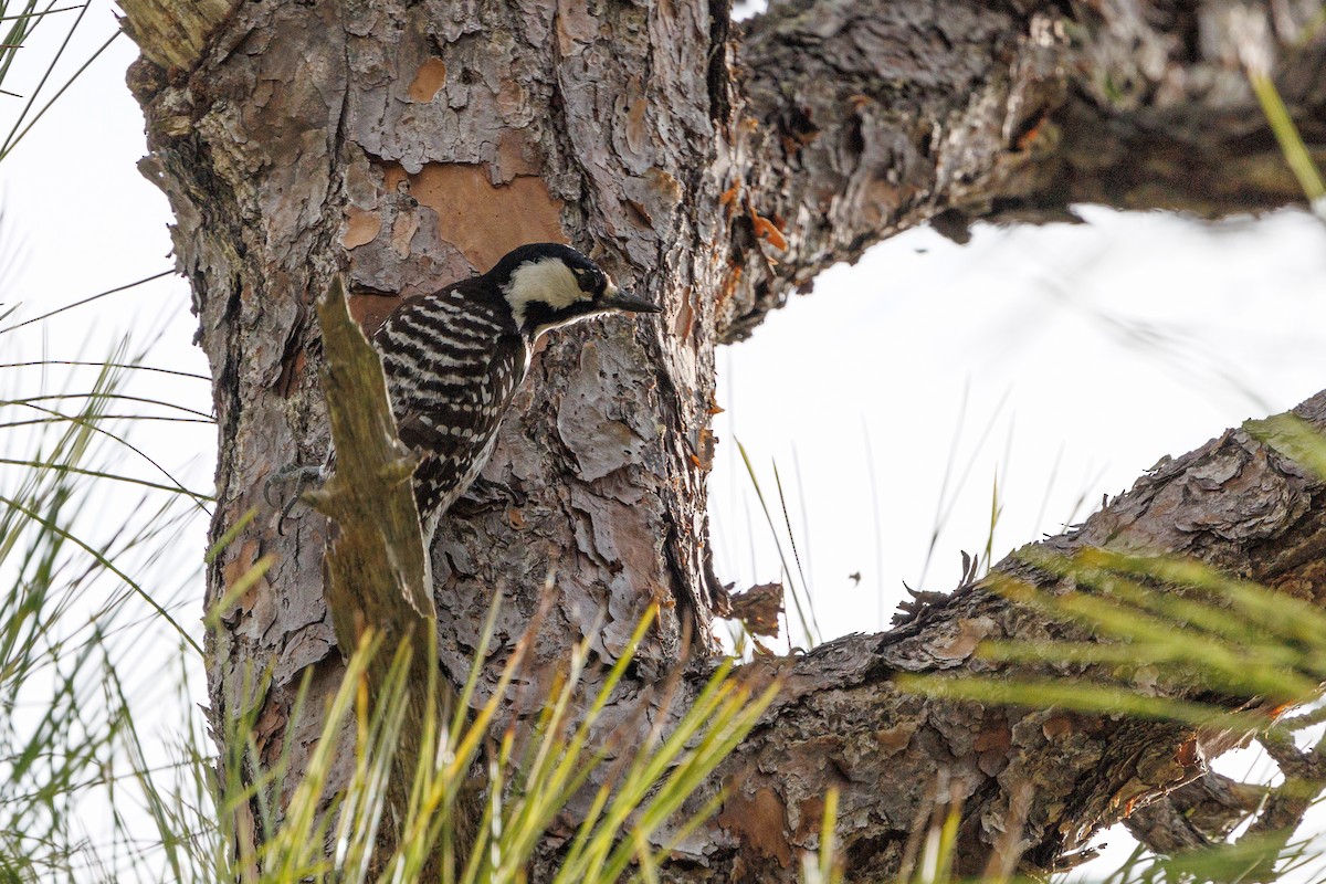 strakapoud kokardový - ML632824113