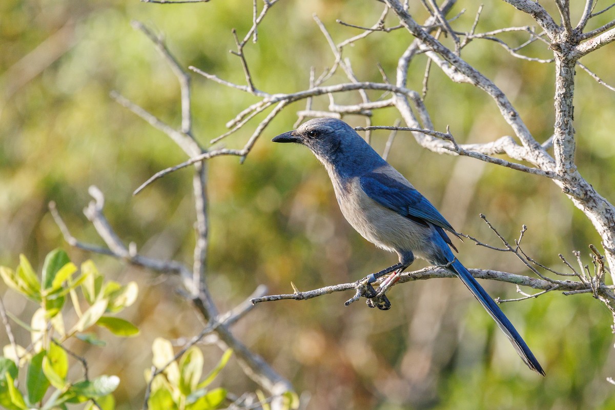 sojka křovinná - ML632824119