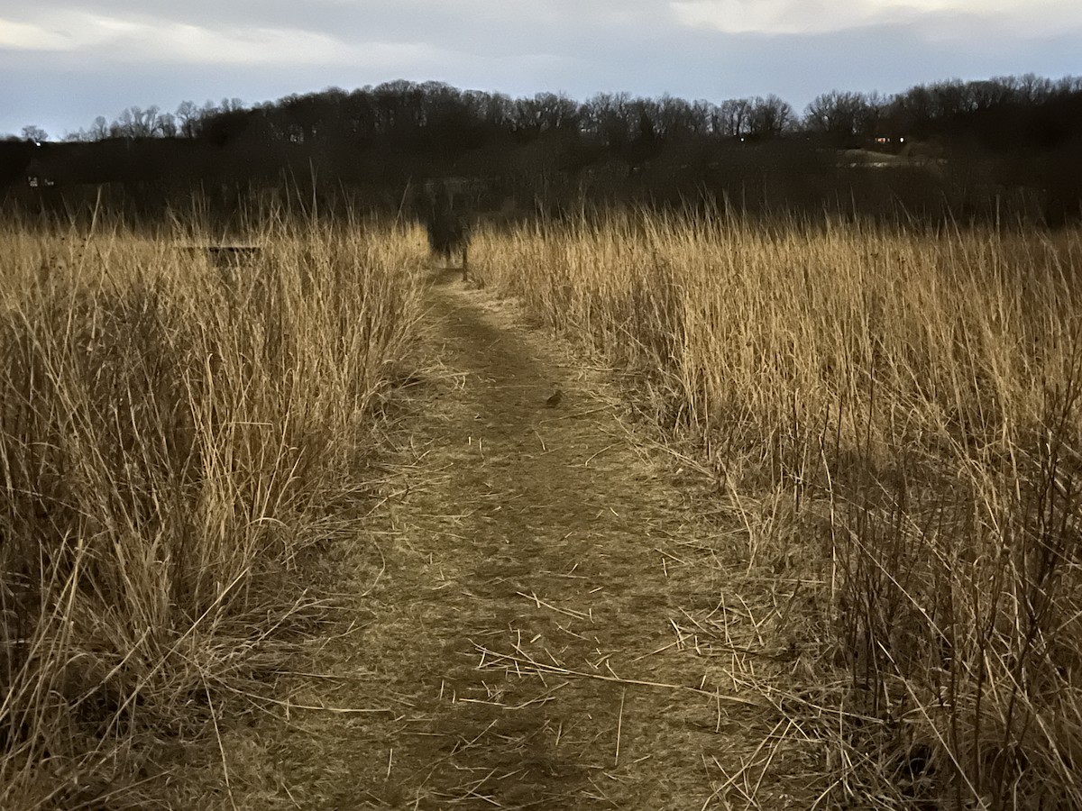 American Woodcock - ML632824366