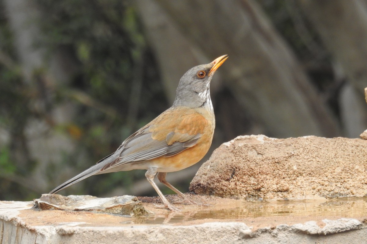 Rufous-backed Robin - ML632824415