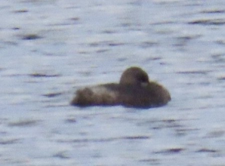 Pied-billed Grebe - ML632824436