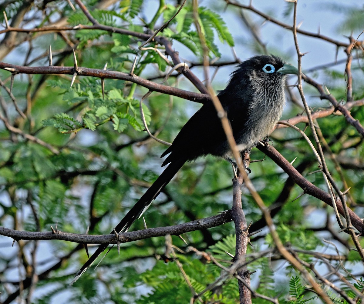 Blue-faced Malkoha - ML632824437