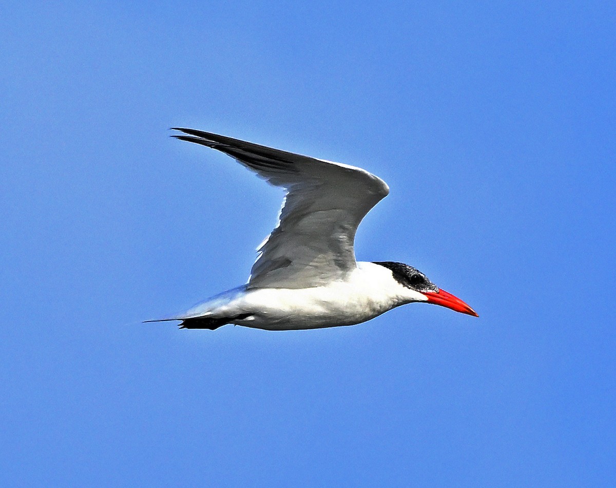 Caspian Tern - ML632824527