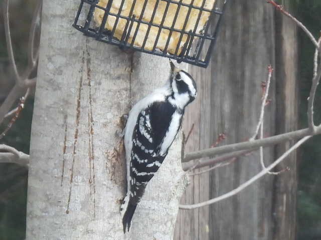 Downy Woodpecker - ML632824588