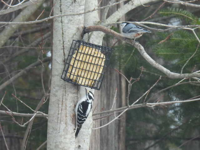 Downy Woodpecker - ML632824589
