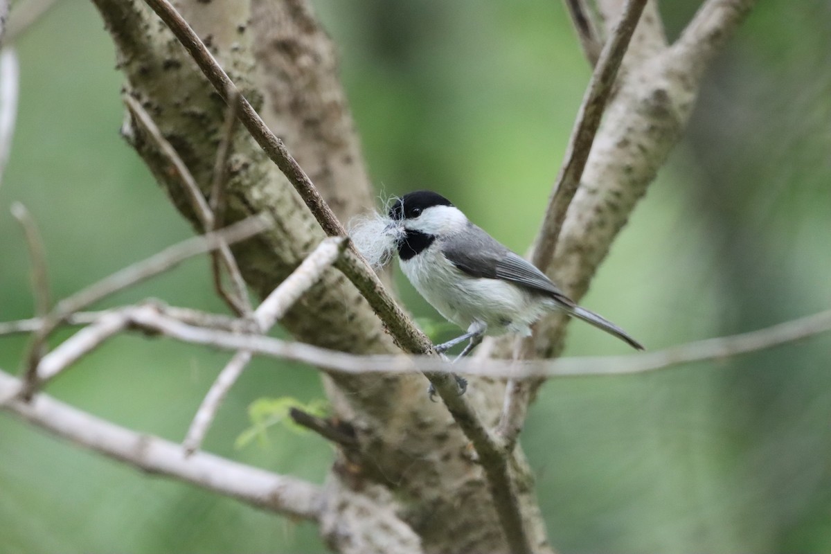 Carolina Chickadee - ML632824696