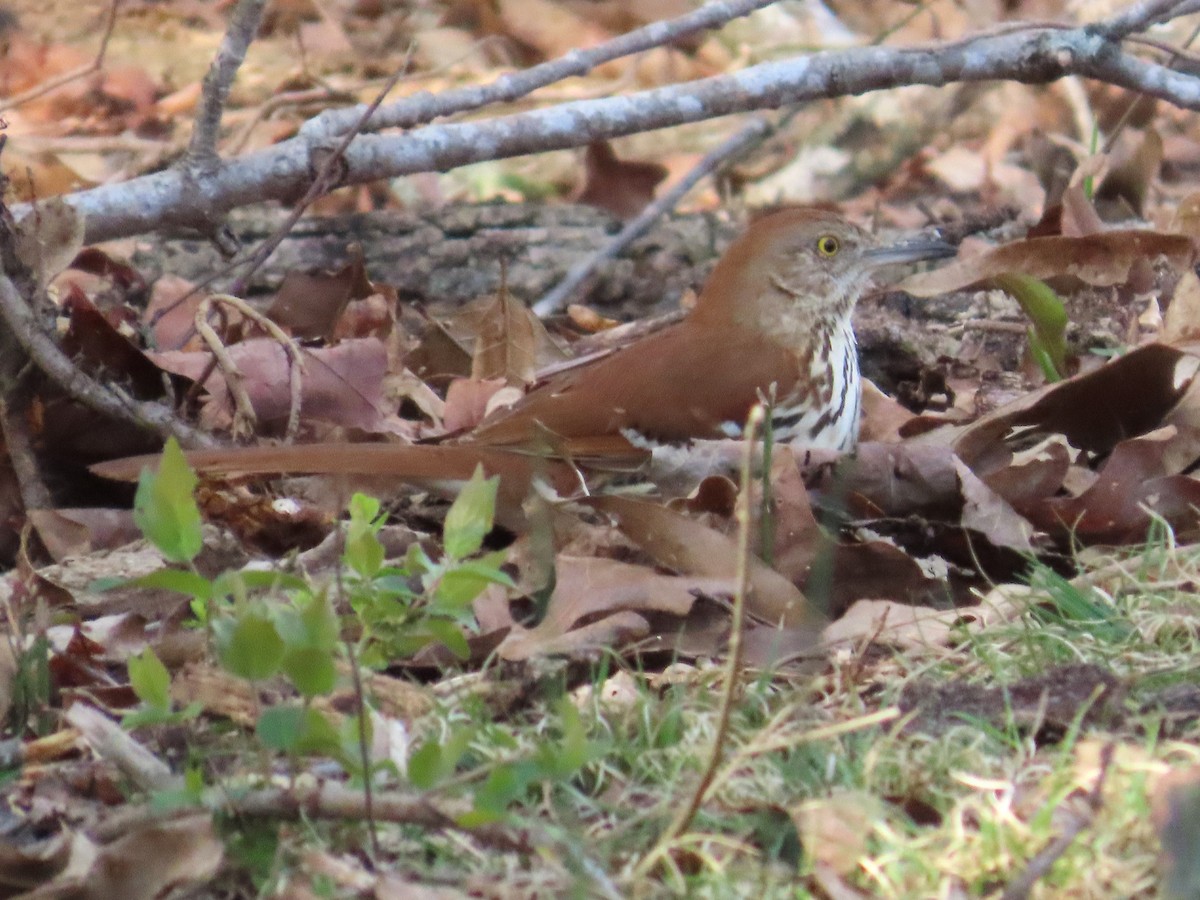 brunspottefugl - ML632824773