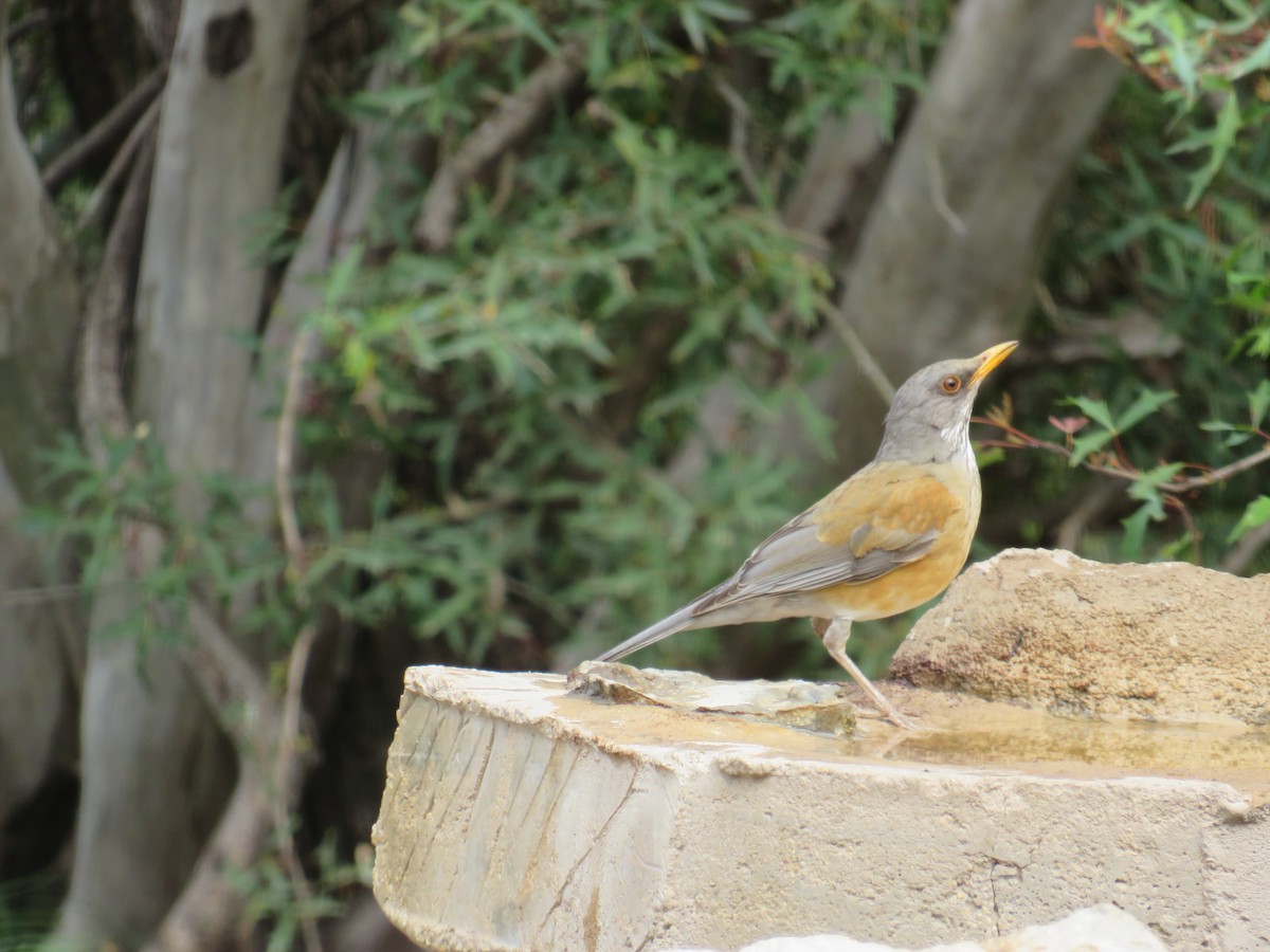 Rufous-backed Robin - ML632825088