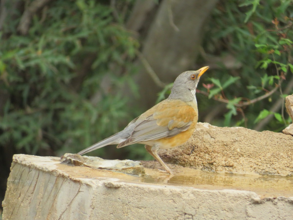Rufous-backed Robin - ML632825126