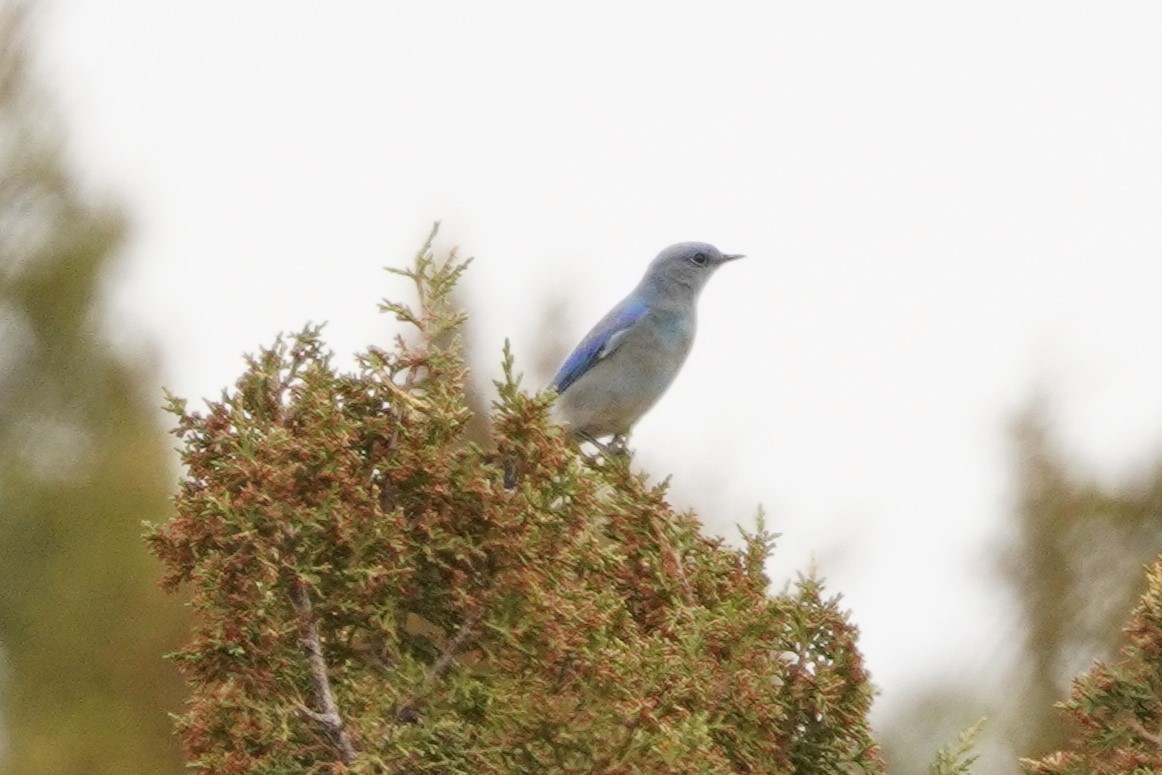 Mountain Bluebird - ML632825302