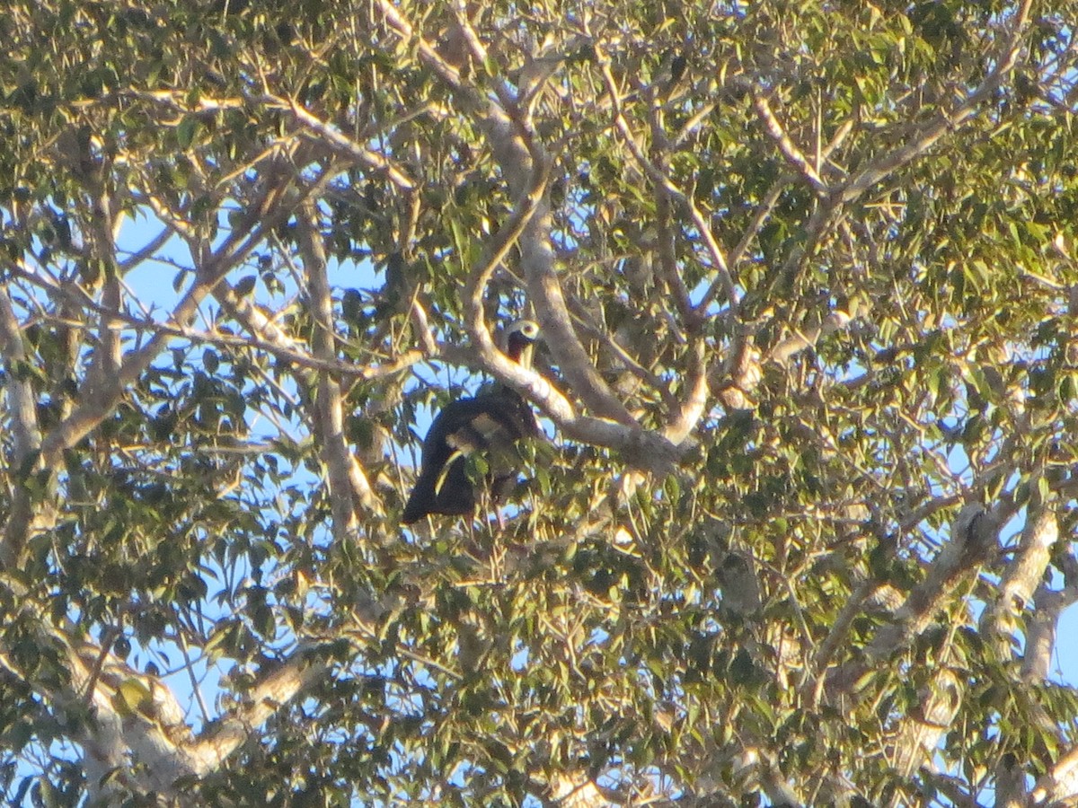 Red-throated Piping-Guan - ML63282551