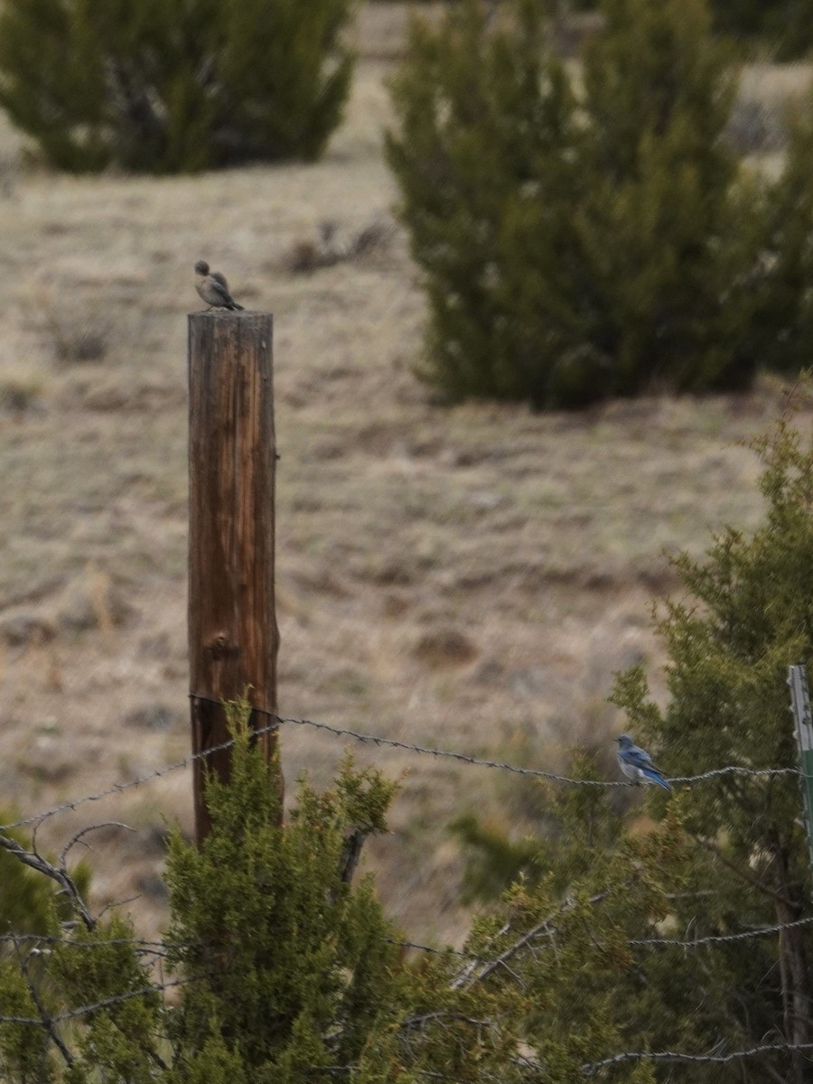 Mountain Bluebird - ML632825697