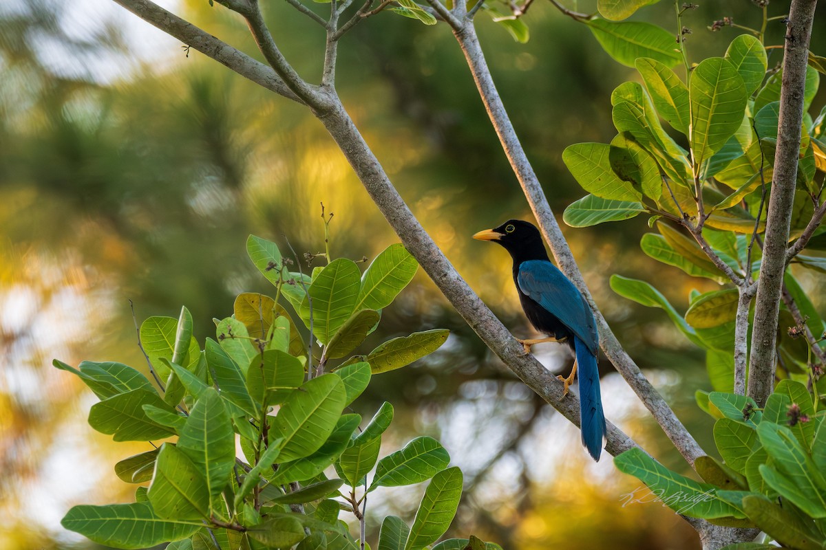 Yucatan Jay - ML632825770