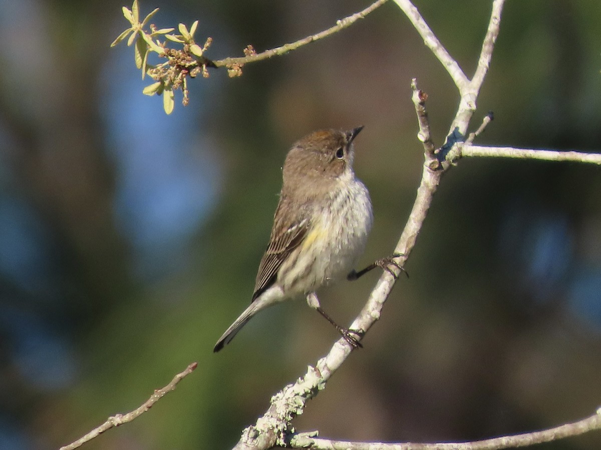 キヅタアメリカムシクイ（coronata） - ML632825805