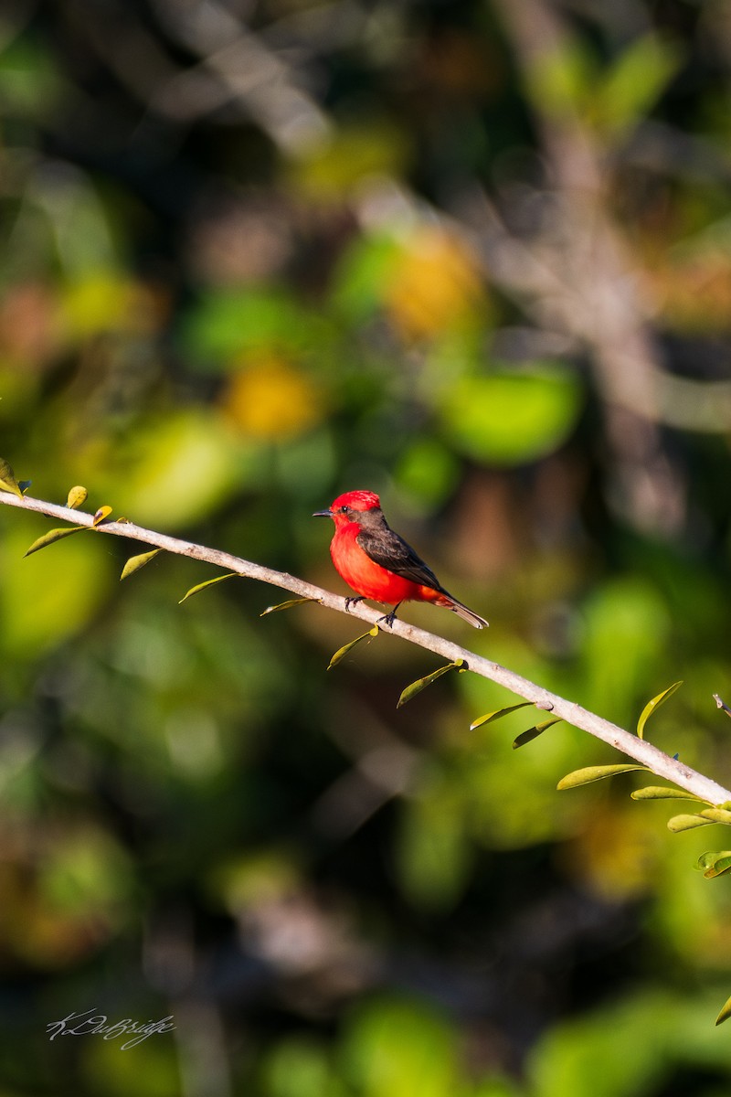 Vermilion Flycatcher - ML632825815