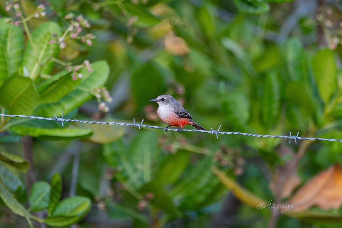 Vermilion Flycatcher - ML632825816