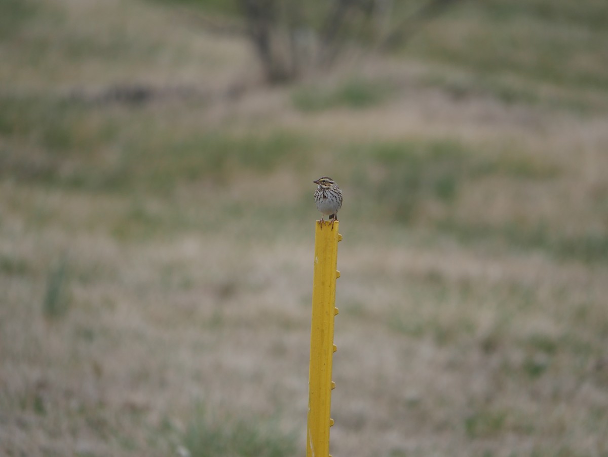 Savannah Sparrow - ML632826165