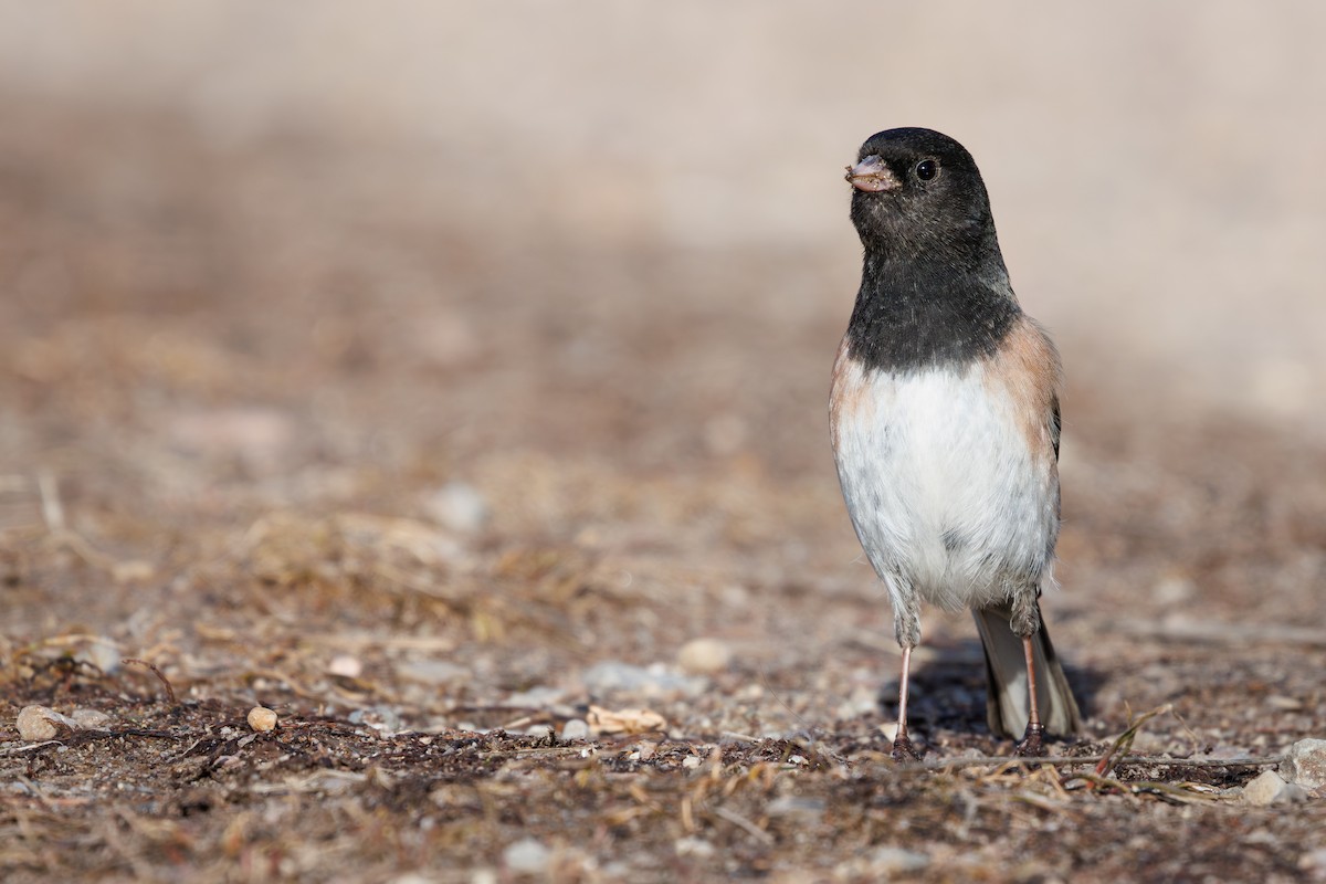 Dark-eyed Junco - ML632826175
