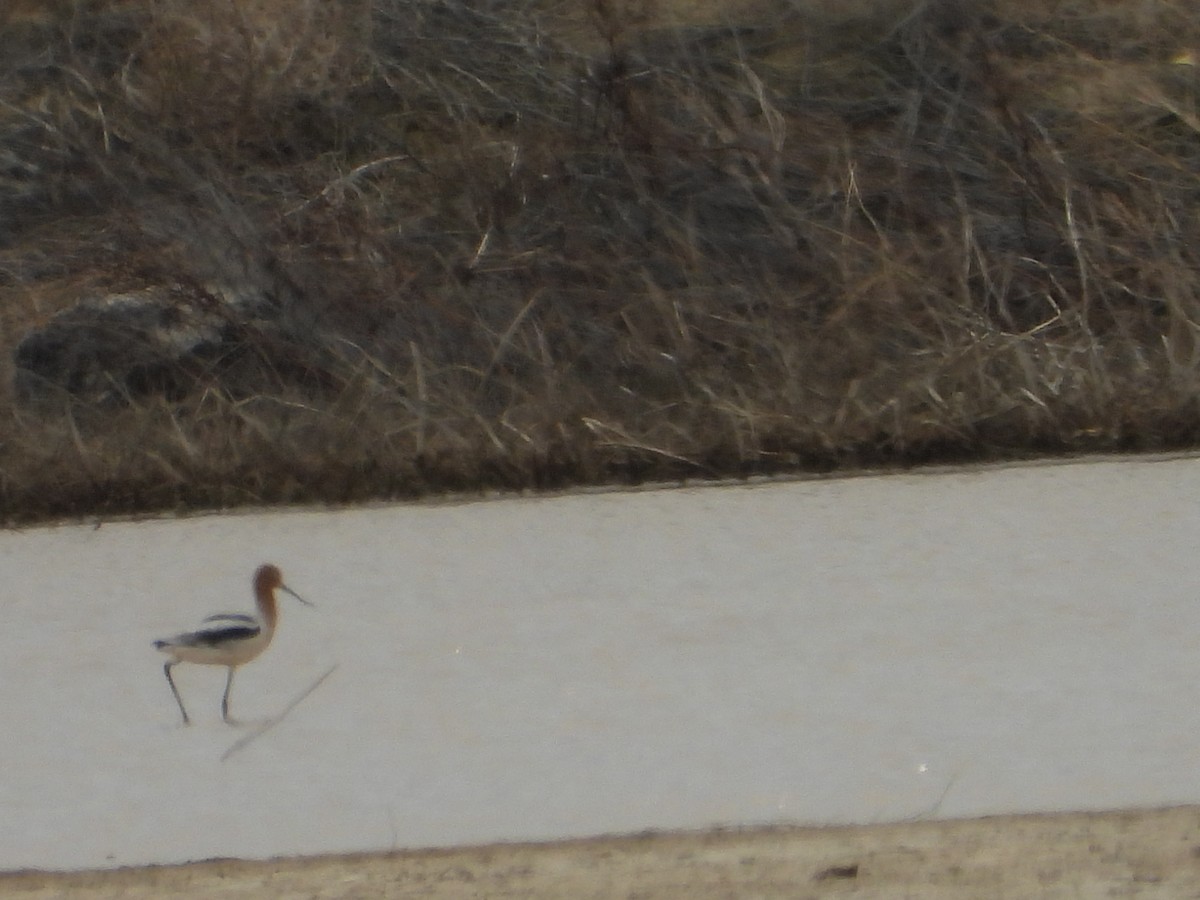 American Avocet - ML632826211