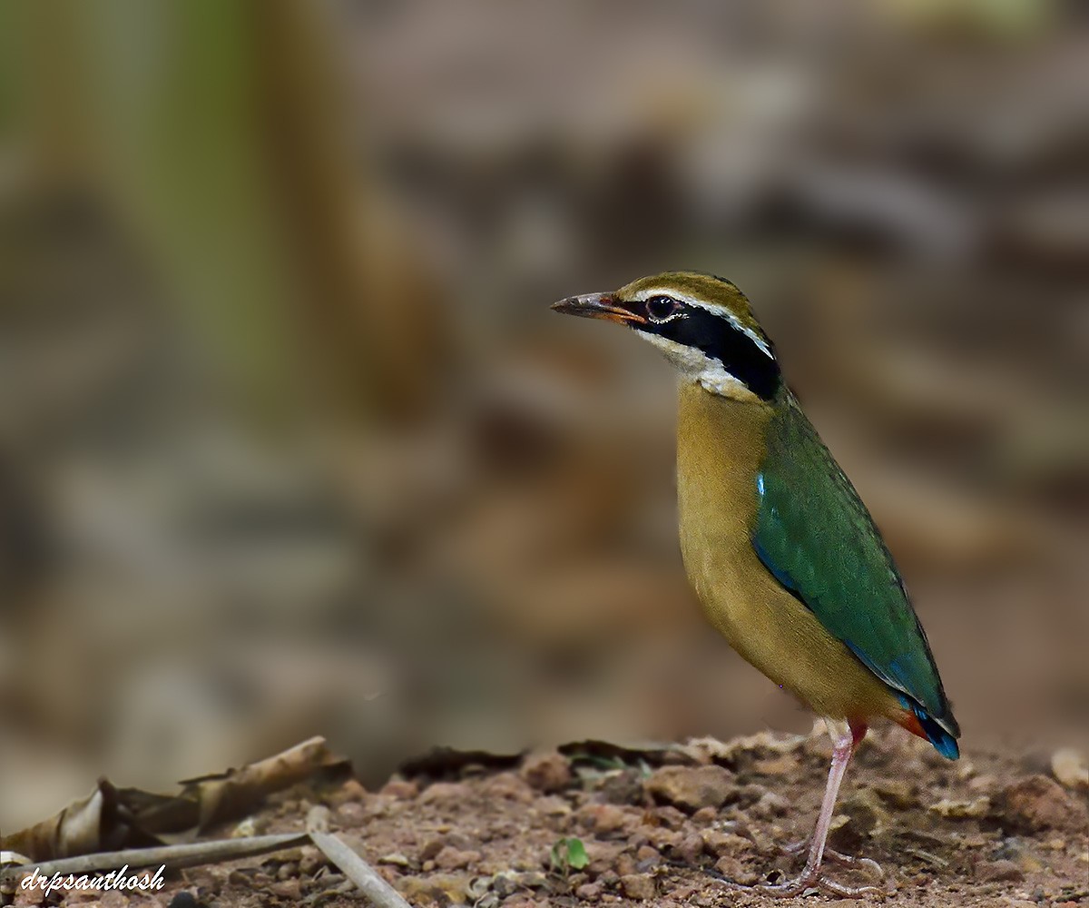 Indian Pitta - ML632826325