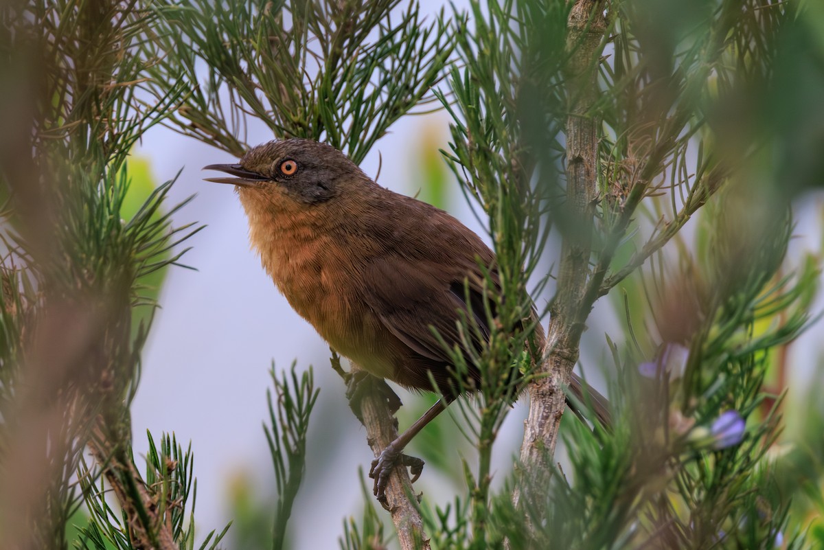 Victorin's Warbler - ML632826407