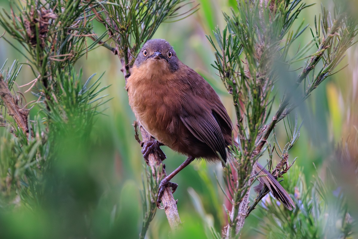 Victorin's Warbler - ML632826408