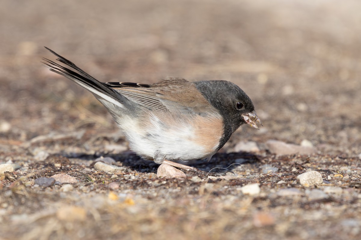 Dark-eyed Junco - ML632826426