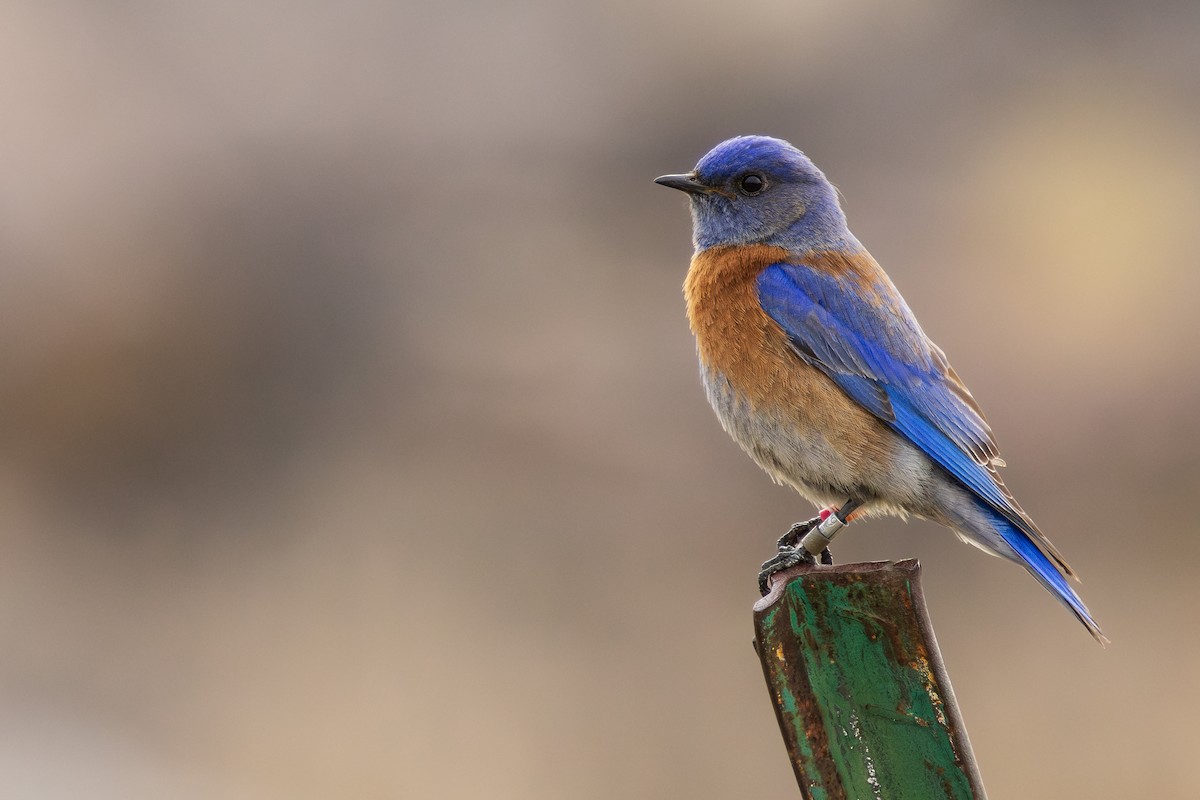 Western Bluebird - ML632826470