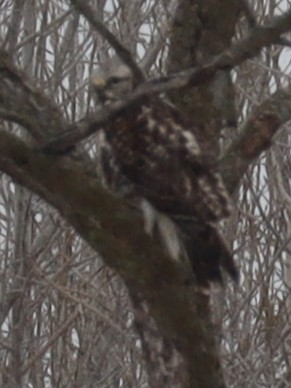 Northern Harrier - ML632826478